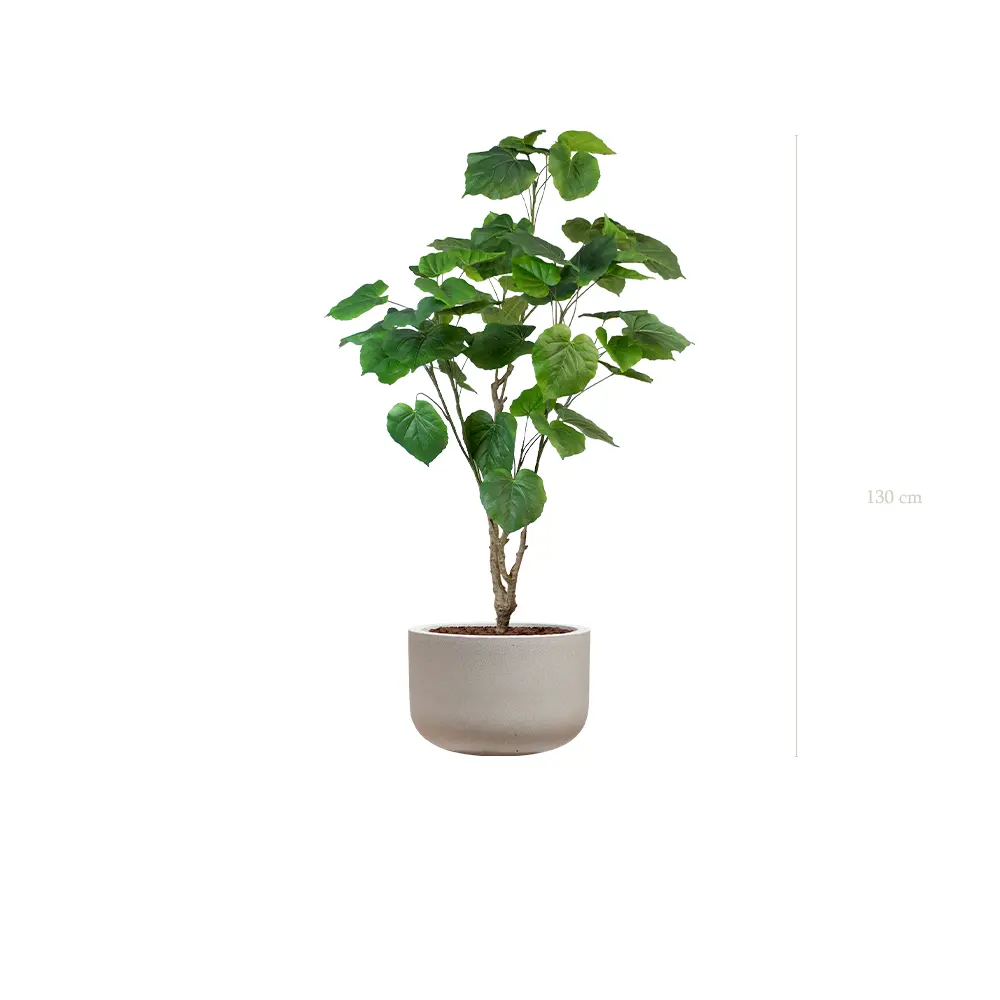 Le Ficus Umbellata - Pot Sable #Artificiel