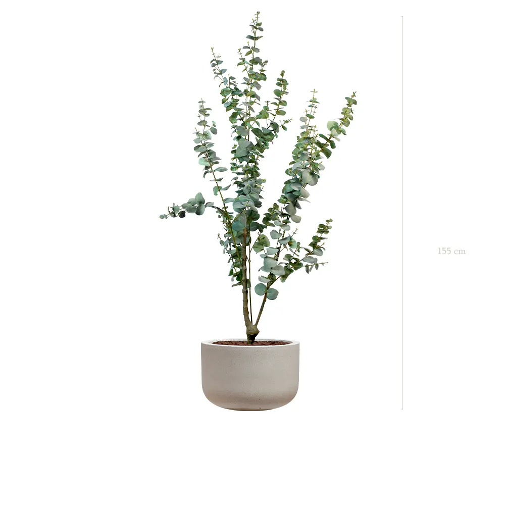 Der Kleine Eukalyptus - Sable-Topf #Künstlich