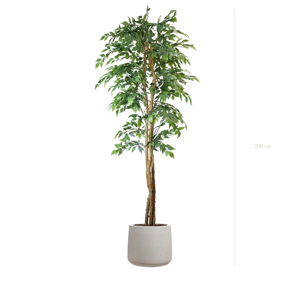 Le Figuier - Pot Sable #Semi-Naturel