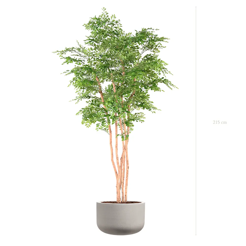 L'Acacia - Pot Sable #Semi-Naturel