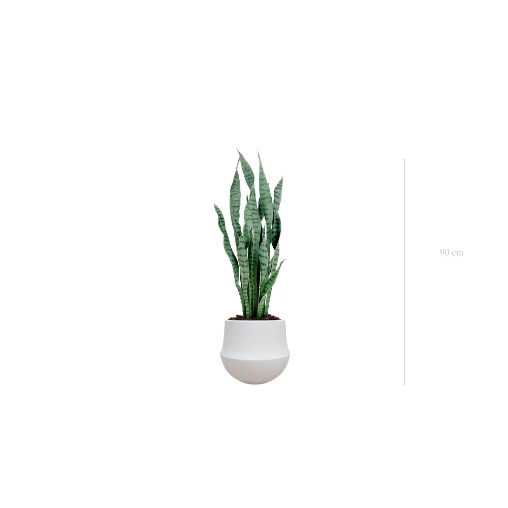 The Sansevieria – White Round Pot #Artificial