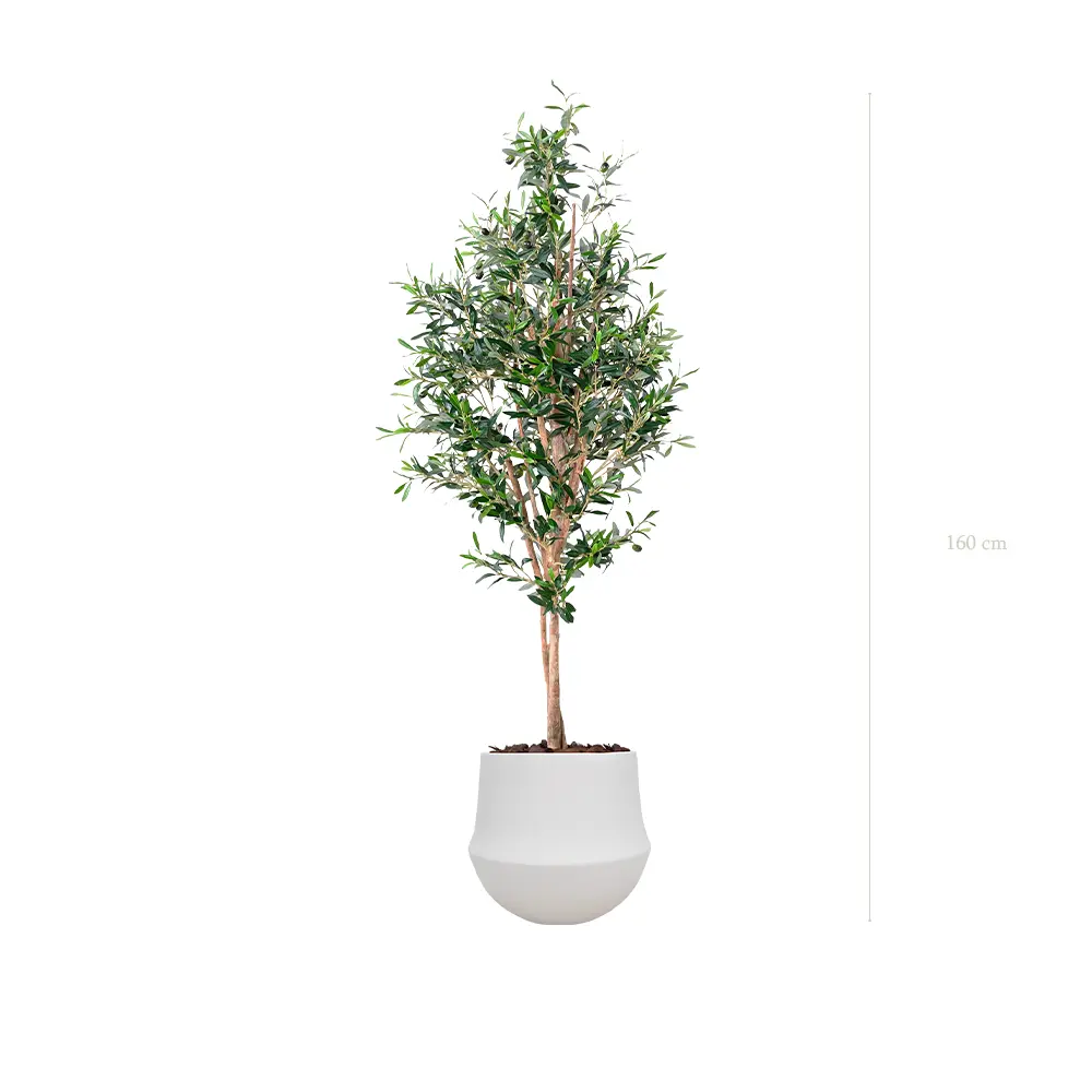 Le Petit Olivier - Pot Rond Blanc #Semi-Naturel