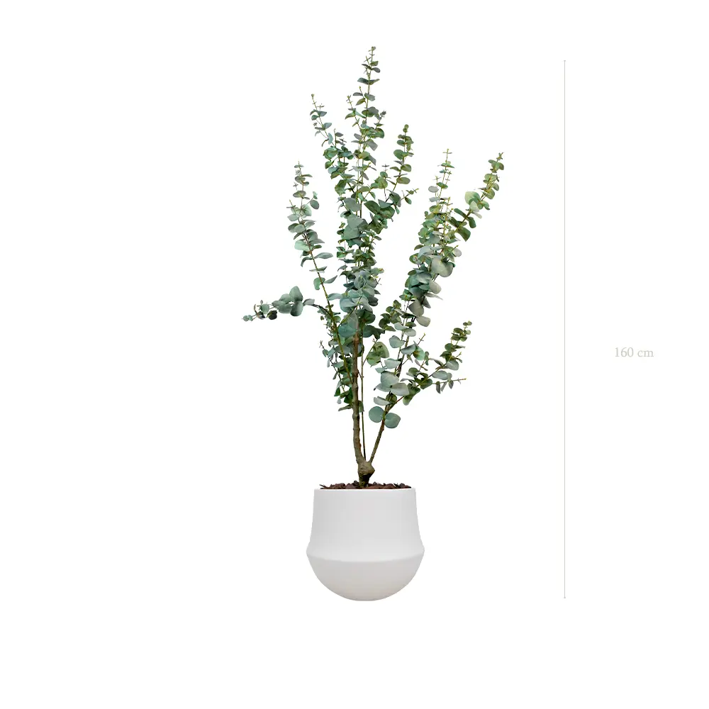 The Small Eucalyptus – White Round Pot #Artificial