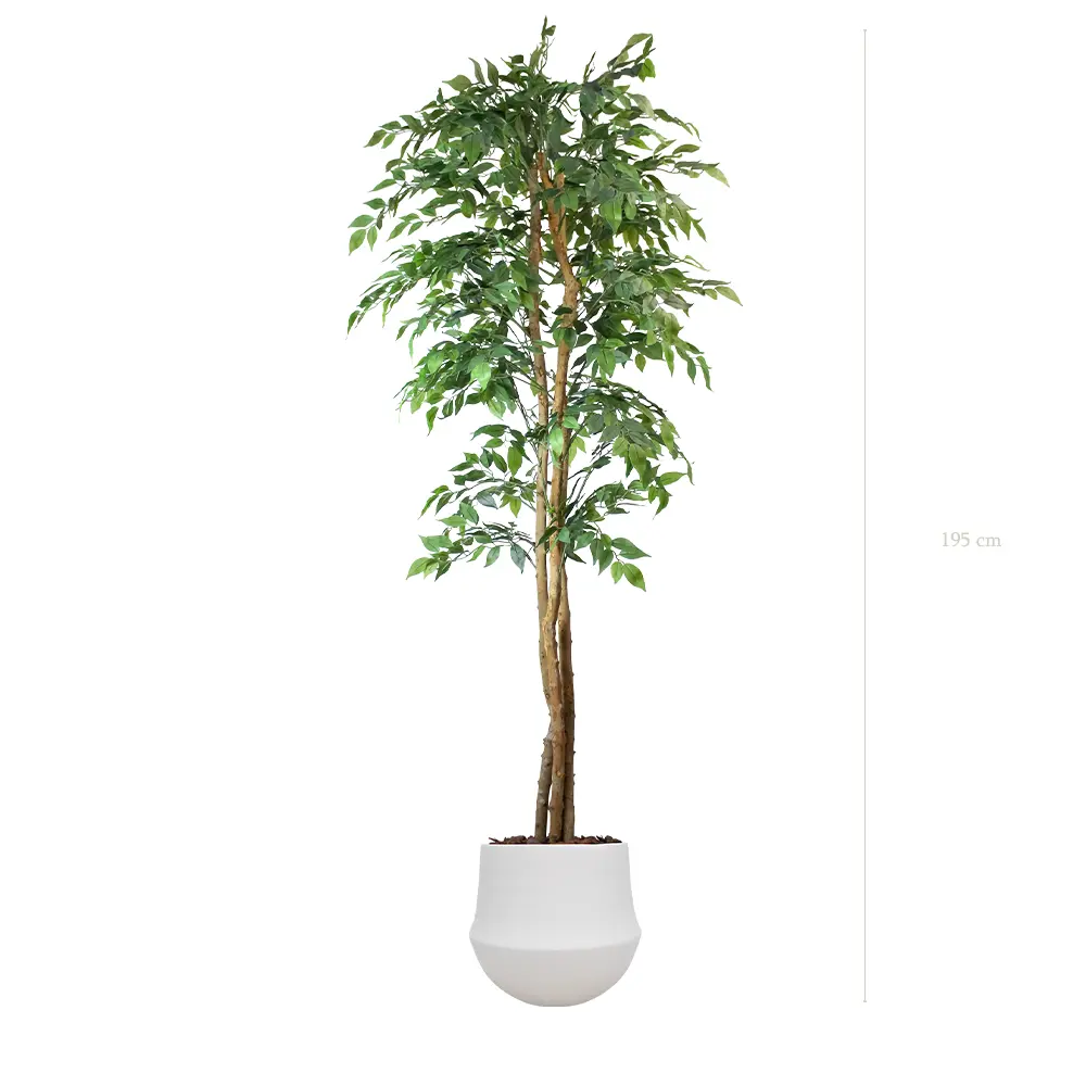 Le Figuier - Pot Rond Blanc - Semi-Naturel