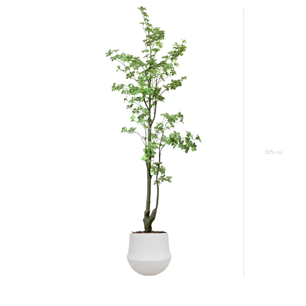 Le Tropaeolum - Pot Rond Blanc #Artificiel