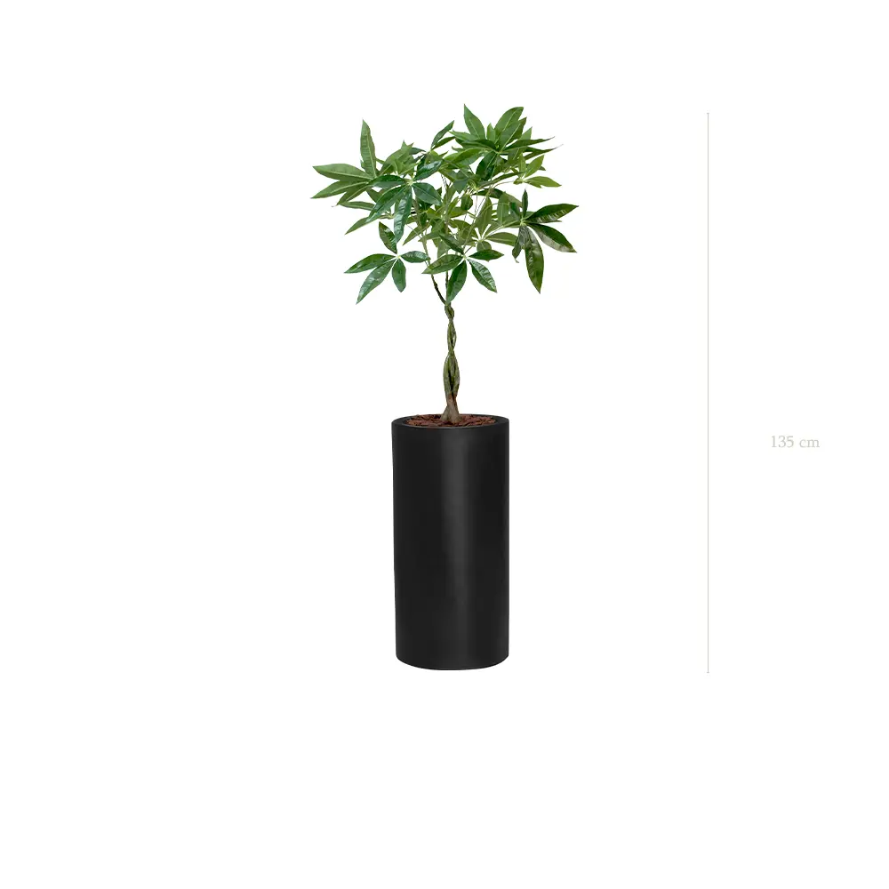 The Pachira – Tall Black Cylinder #Artificial