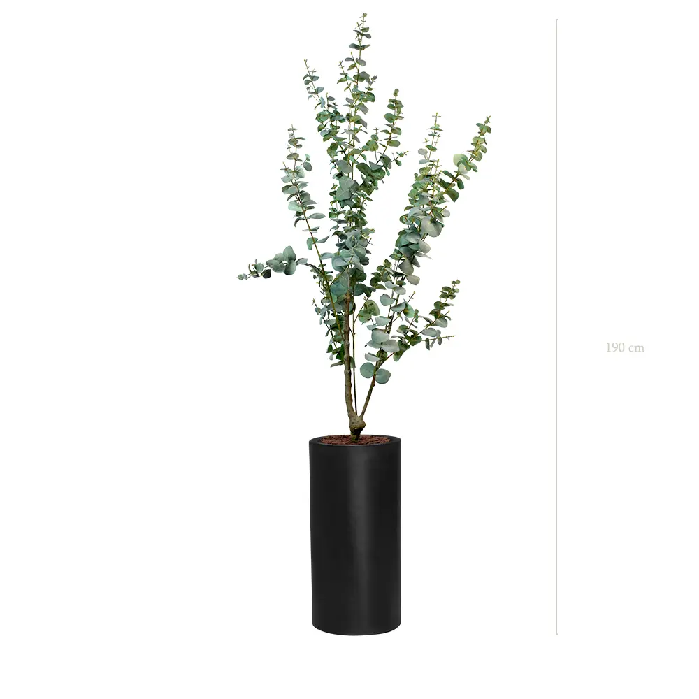 Le Petit Eucalyptus - Cylindre Haut Noir #Artificiel