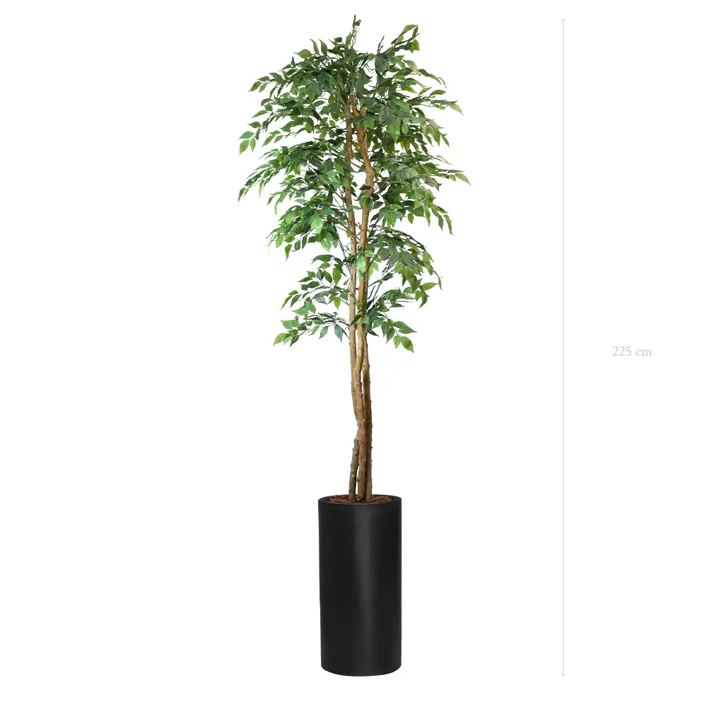 Der Feigenbaum - Hoher schwarzer Zylinder #Halbnatürlich