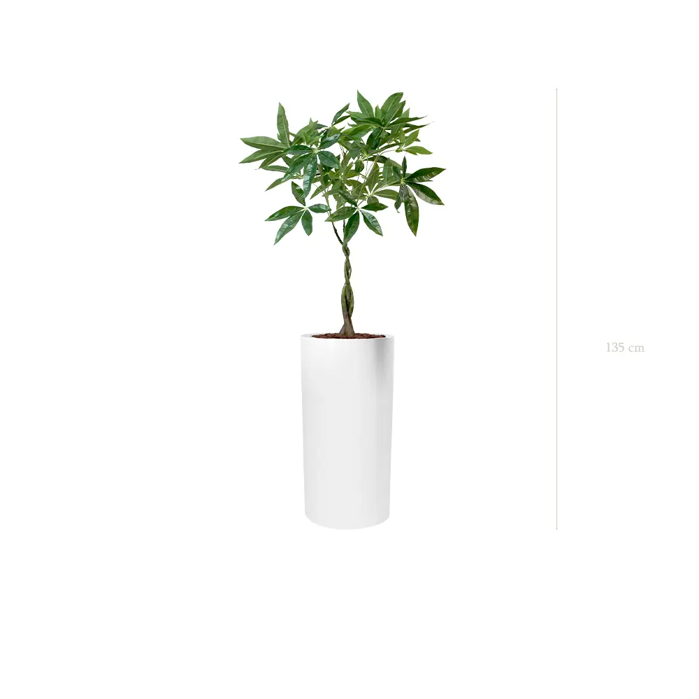 The Pachira – Tall White Cylinder #Artificial