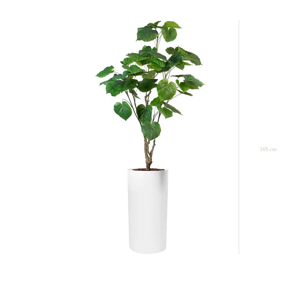 Le Ficus Umbellata - Cylindre Haut Blanc #Artificiel
