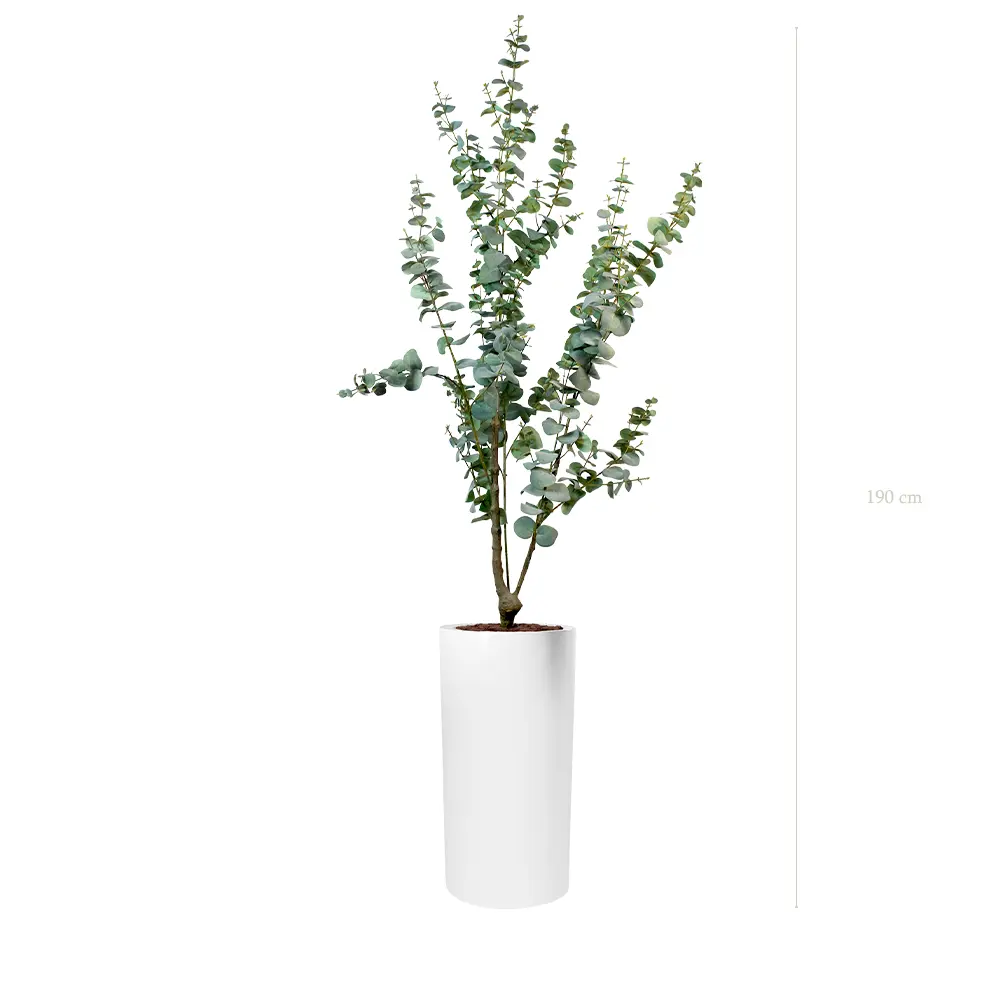 Le Petit Eucalyptus - Cylindre Haut Blanc #Artificiel