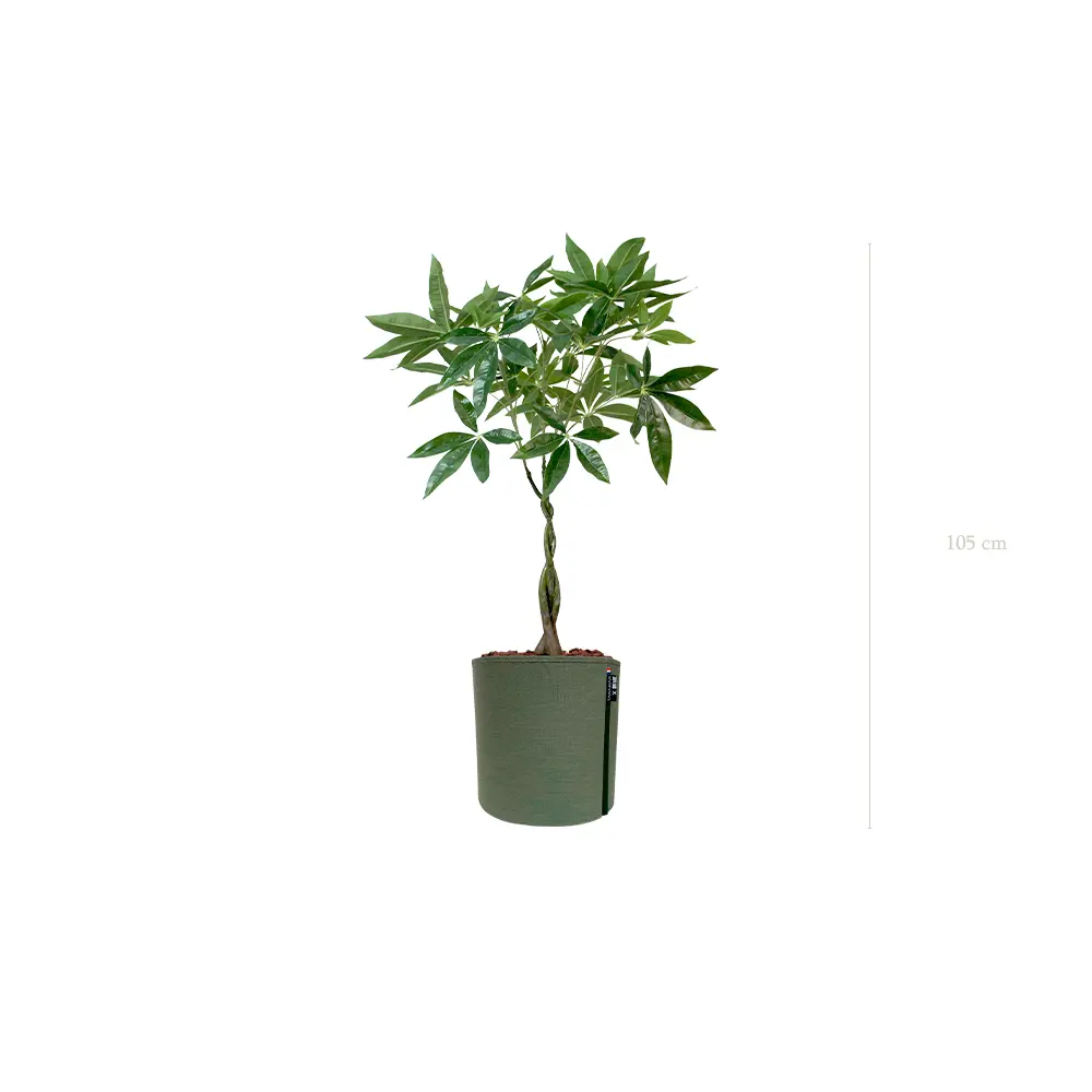 Le Pachira - Pot MyBac #Artificiel