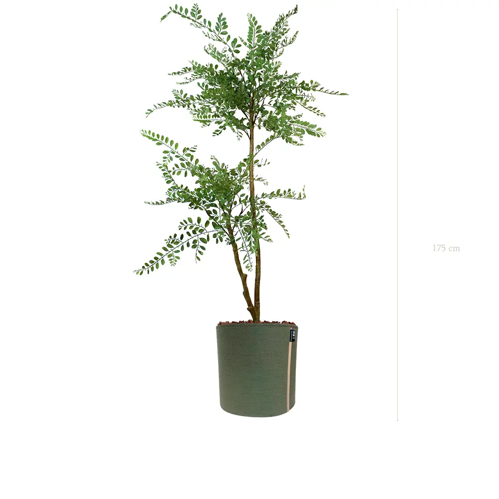 La Sophora - Pot MyBac - Artificiel