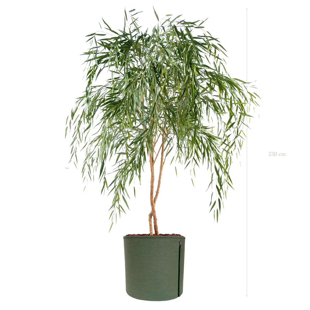 Le Saule - Pot MyBac #Semi-Naturel