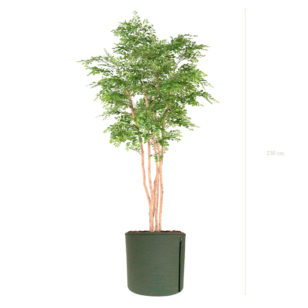 L'Acacia - Pot MyBac #Semi-Naturel