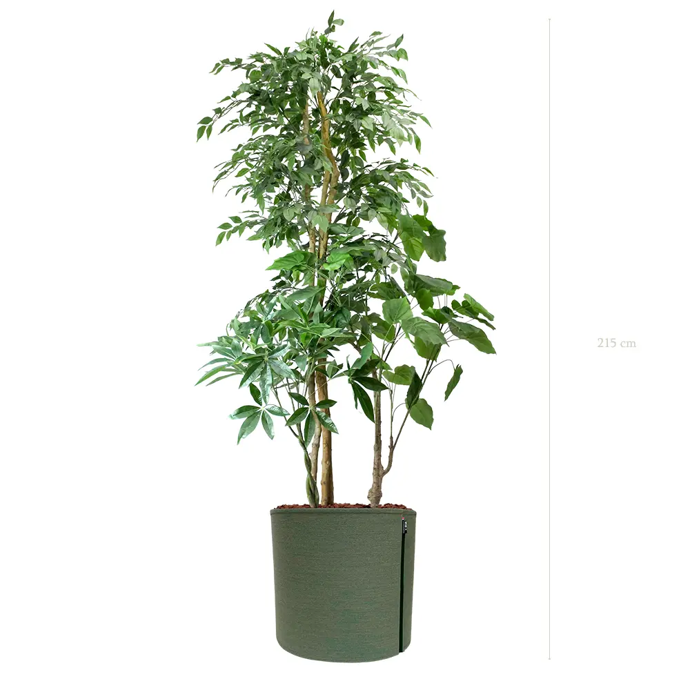 The Skye – MyBac Pot #Semi-Natural