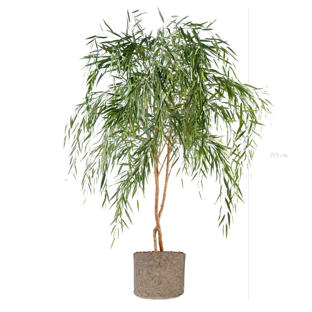 Le Saule - Pot Tissu Beige #Semi-Naturel