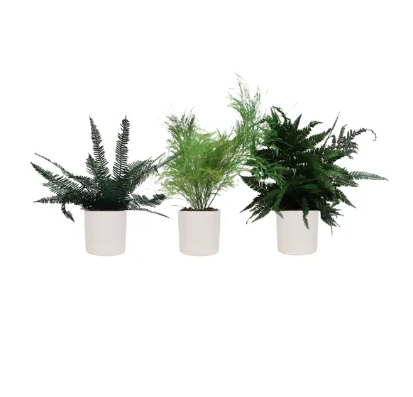 Lot de 3 pots végétalisés - Pots Blancs - Stabilisé 