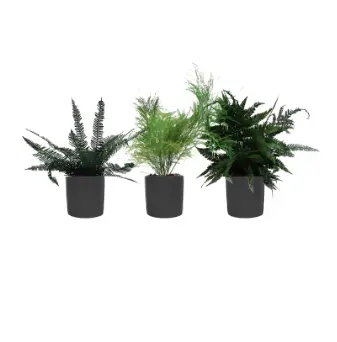Lot de 3 pots végétalisés - Pots Gris #Stabilisé  