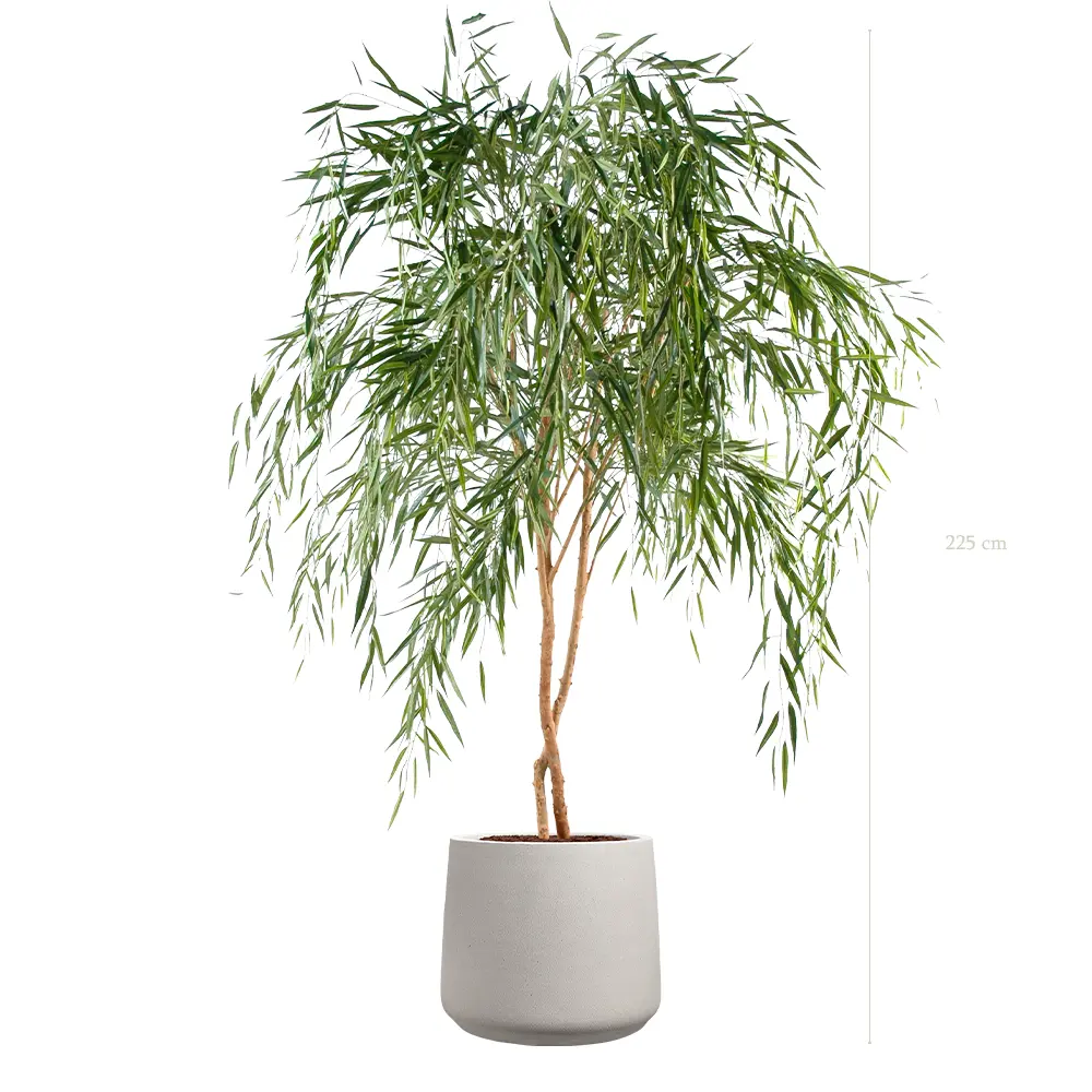 Le Saule - Pot Sable - Semi-Naturel 