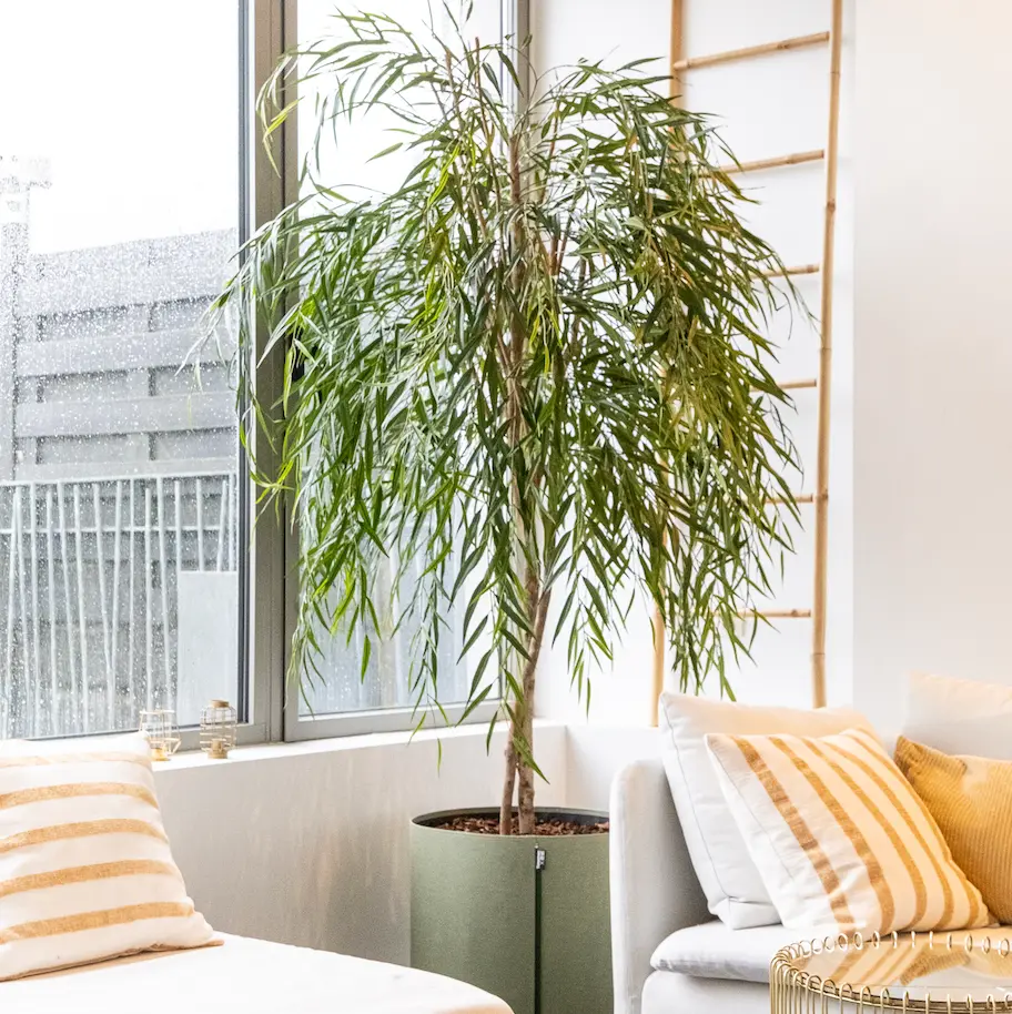 Le Saule - Pot MyBac - Semi-Naturel 