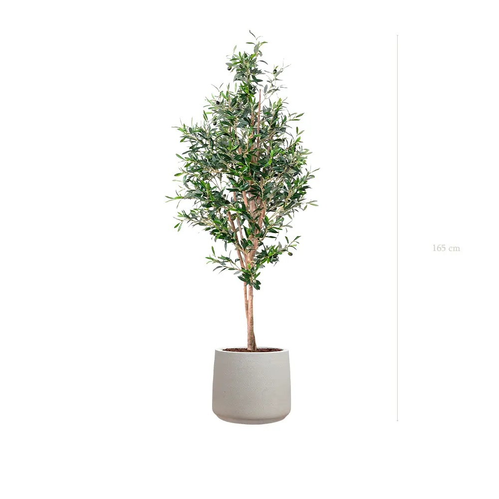 Le Petit Olivier - Pot Sable - Semi-Naturel 