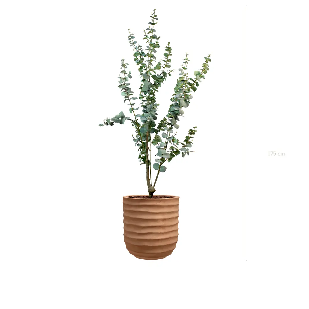 Le Petit Eucalyptus - Pot Terracotta - Artificiel 