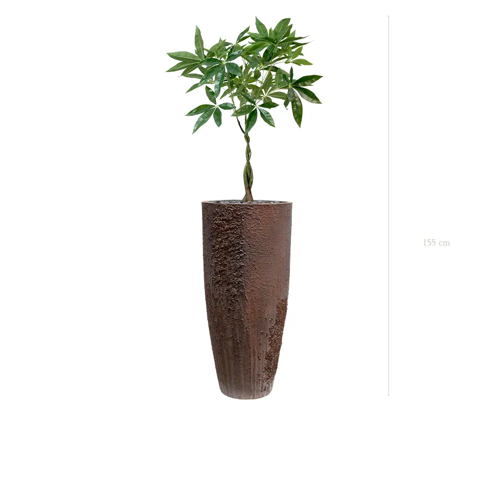 Le Pachira - Pot Oyster - Artificiel 