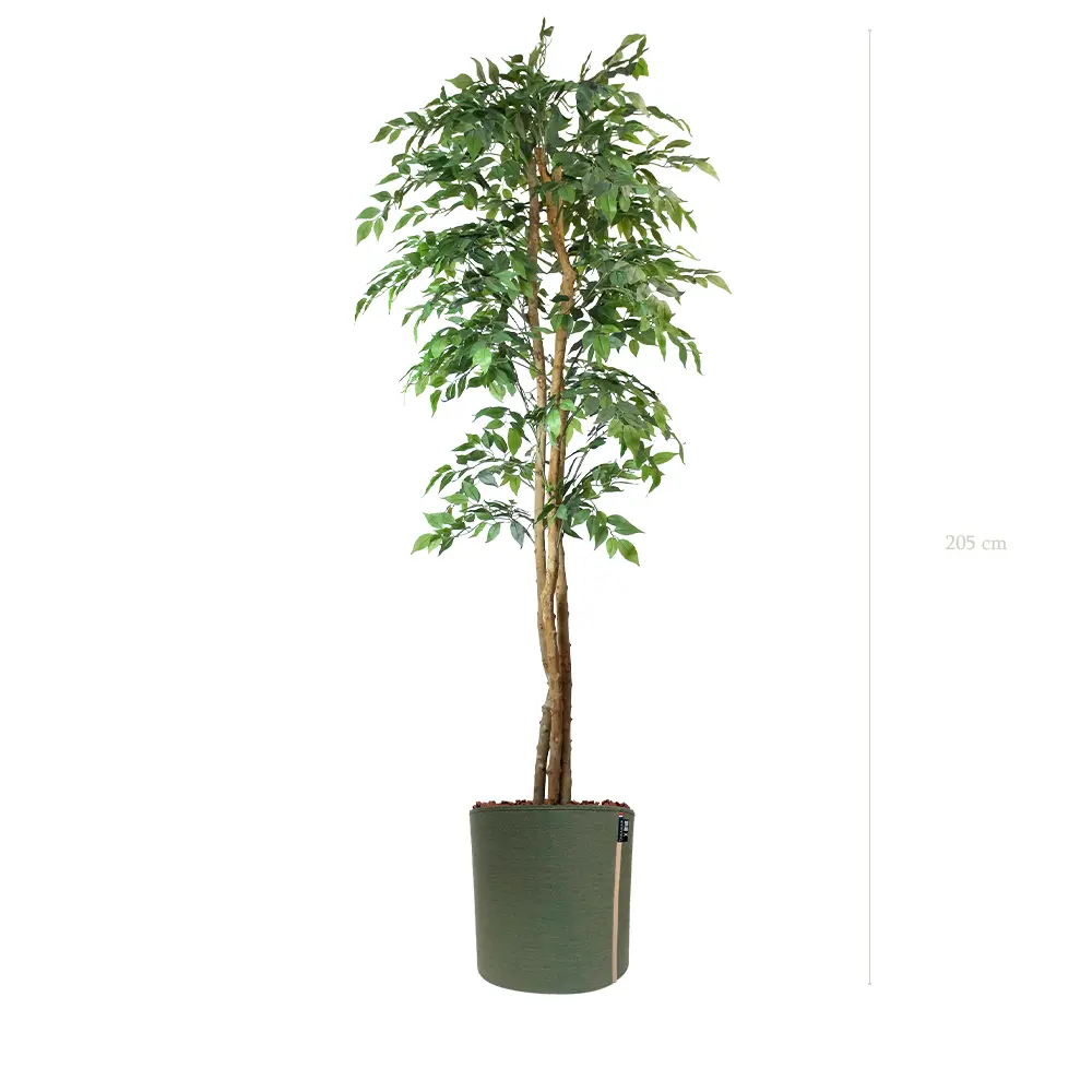Le Figuier - Pot MyBac - Semi-Naturel 