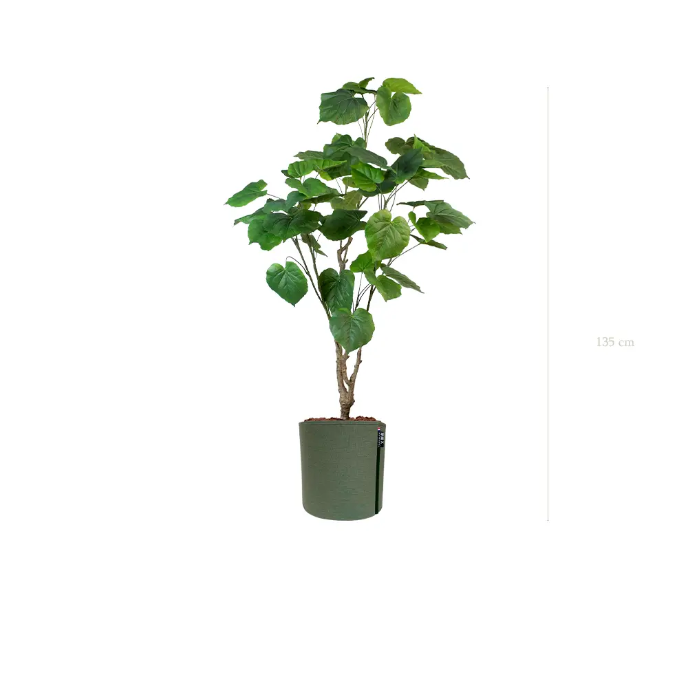Le Ficus Umbellata - Pot MyBac - Artificiel