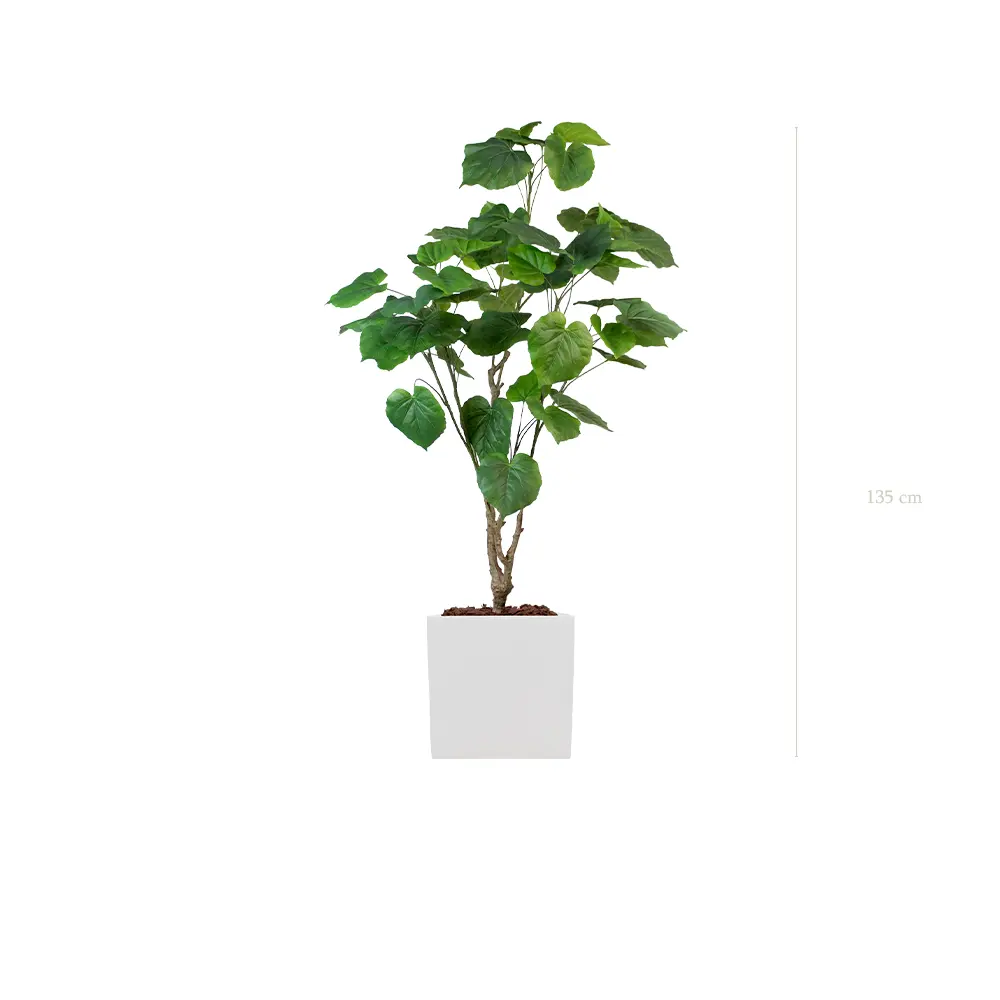 Le Ficus Umbellata - Cube Blanc - Artificiel 