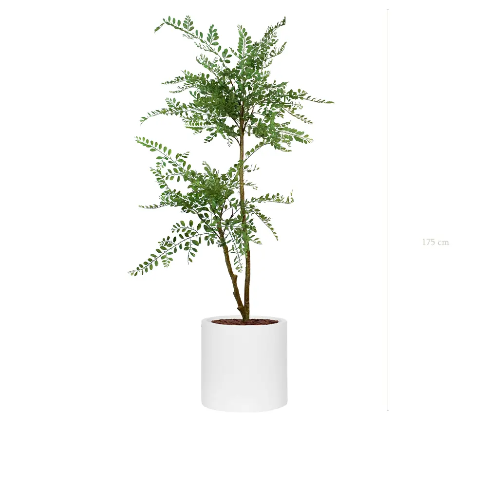 La Sophora - Cylindre Blanc - Artificiel 