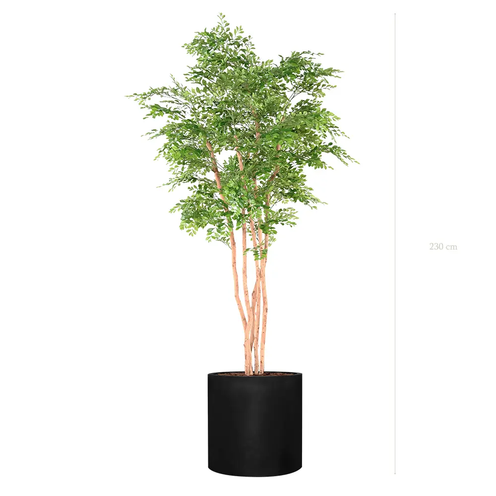 L'Acacia - Cylindre Noir - Semi-Naturel 