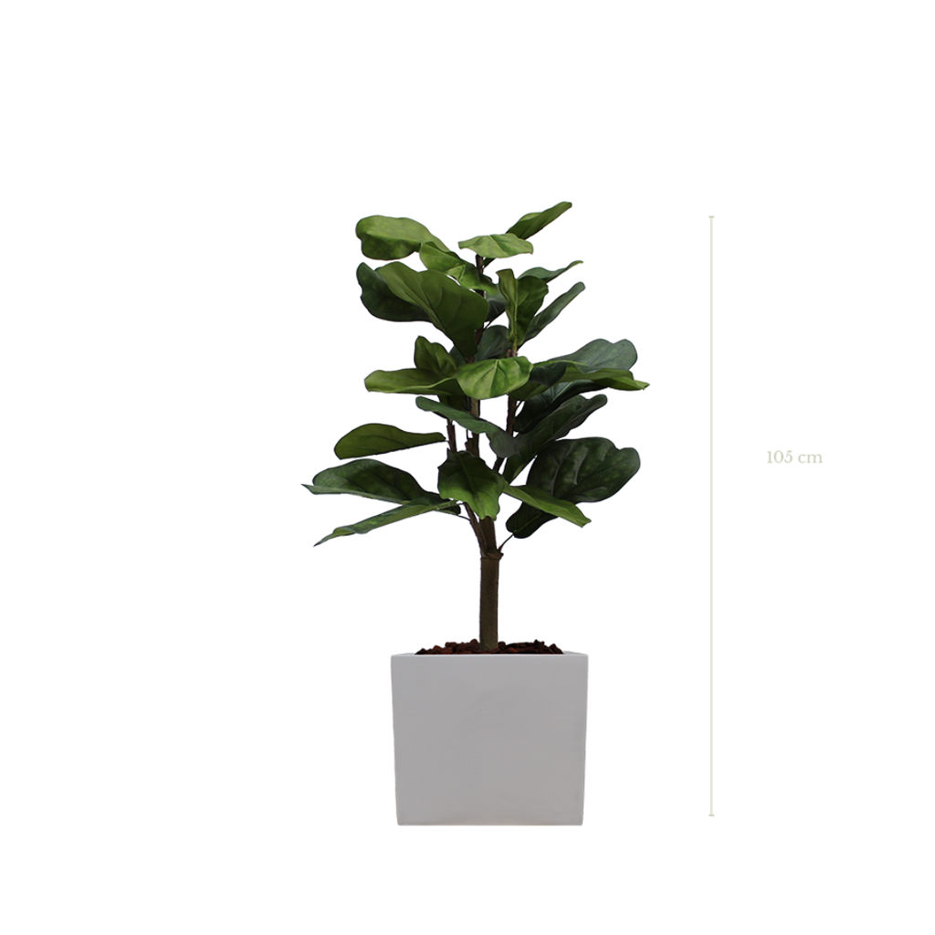 The Lyrata in a white square pot #Artificial
