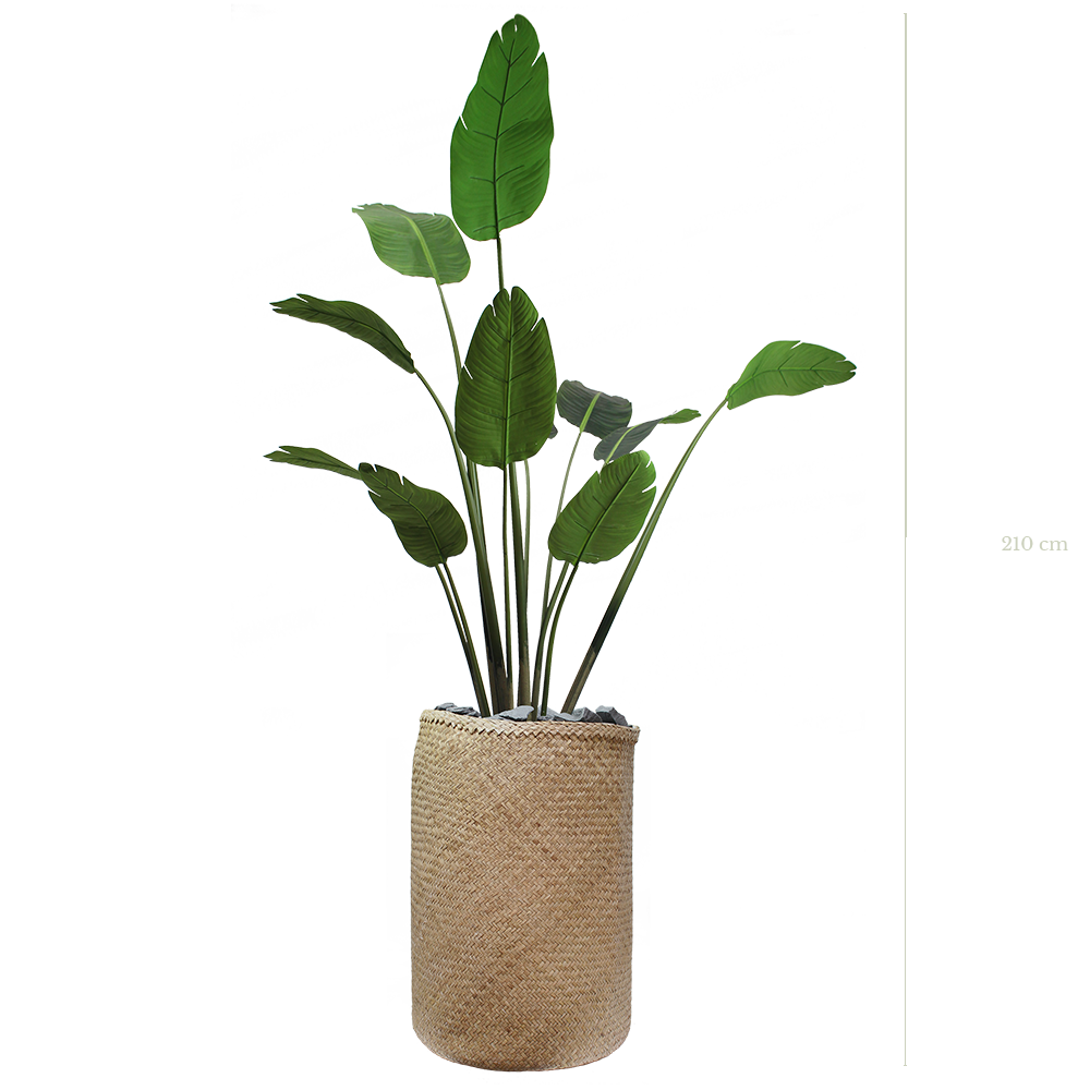 Le Bananier 205 cm - Pot Tressé #Artificiel