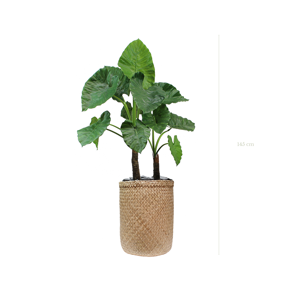 Le Grand Alocasia 145 cm - Pot Tressé #Artificiel