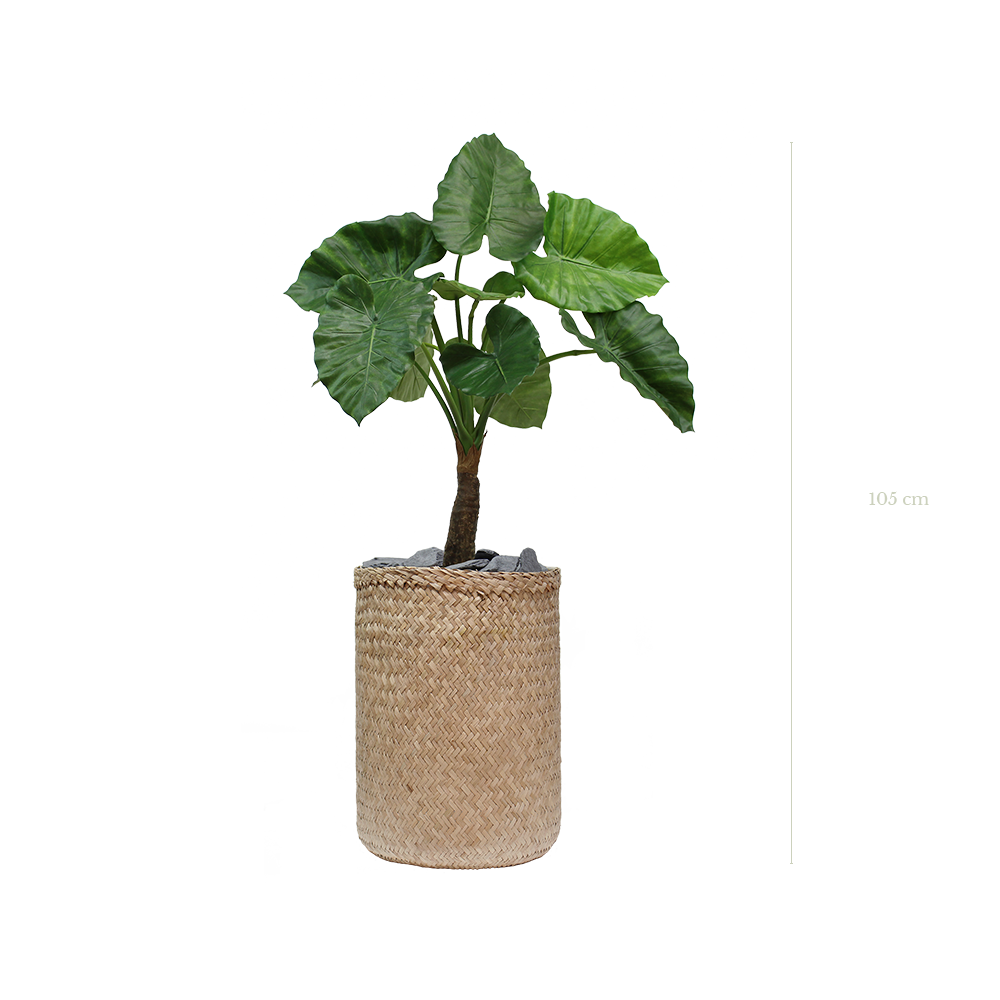 Le Petit Alocasia 105 cm - Pot Tressé #Artificiel