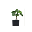 Le Petit Alocasia 95 cm - Cube Noir #Artificiel
