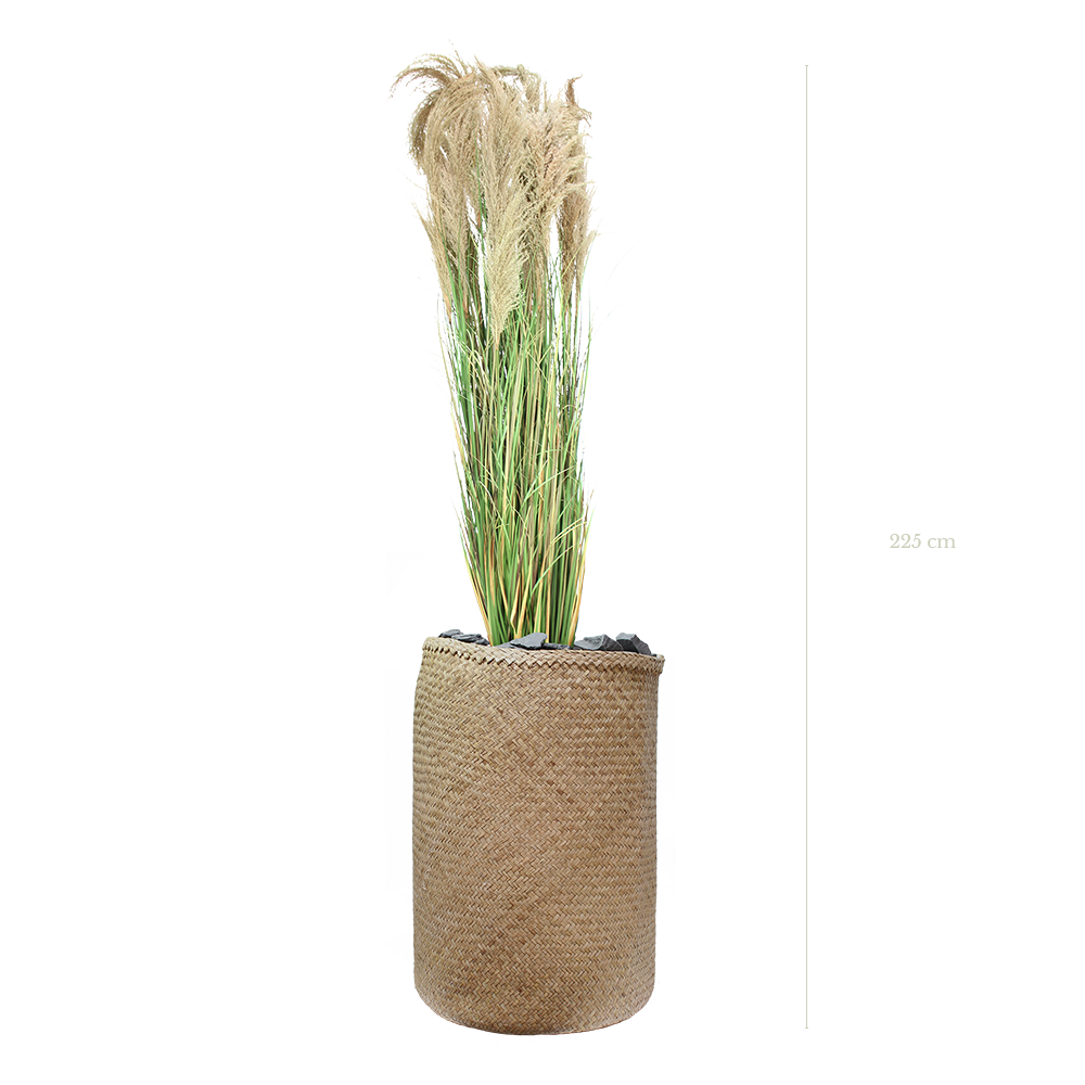 The Big Pampa in a natural woven pot #Artificial