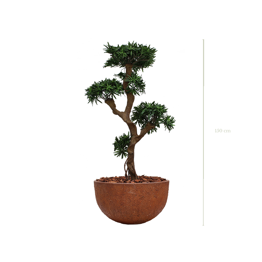 Le Podocarpus 150 cm - Pot Marron #Artificiel