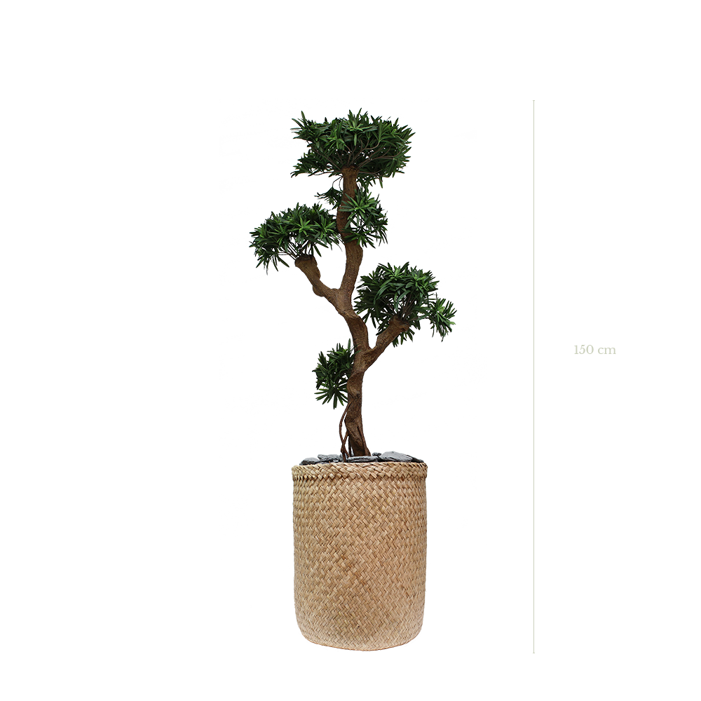 Le Podocarpus 165 cm - Pot Tressé #Artificiel