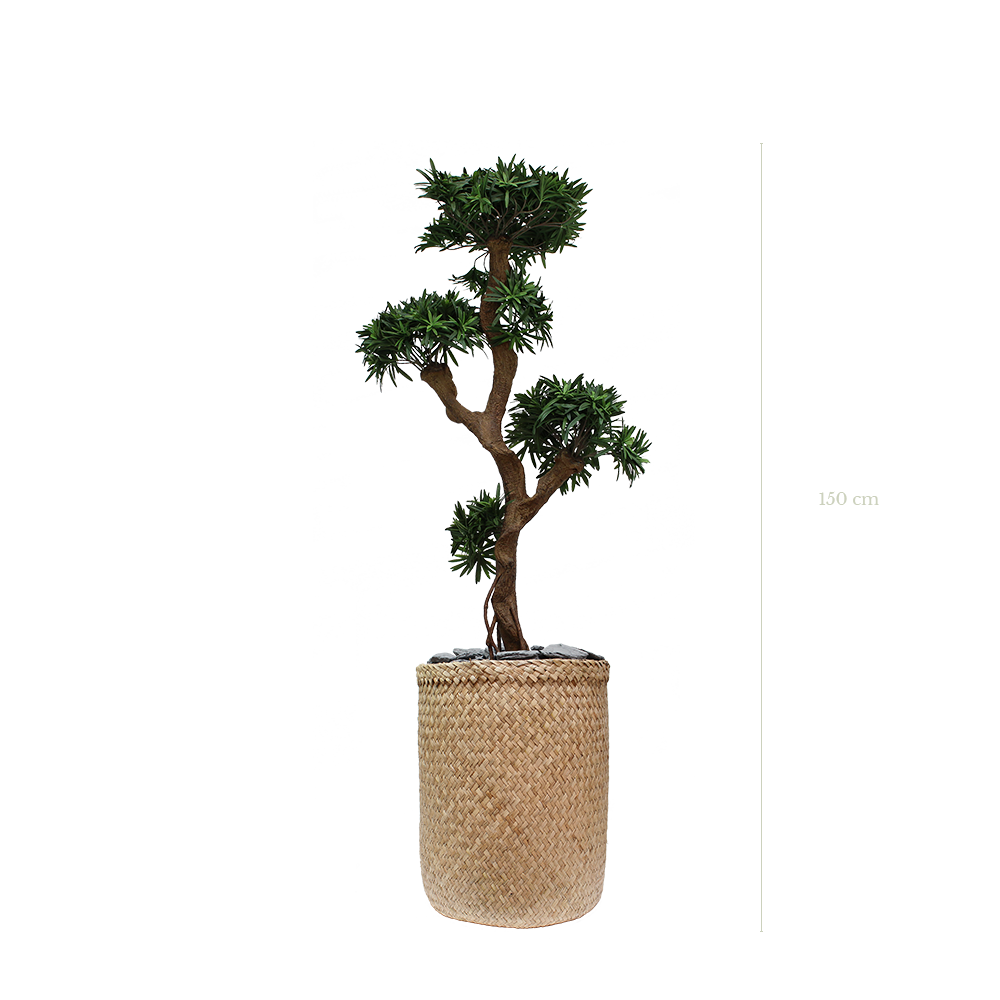 Le Podocarpus 170 cm - Pot Tressé #Artificiel