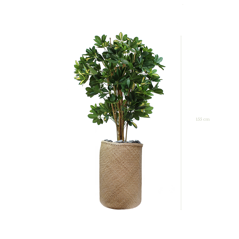 The Schefflera in a natural woven pot #Semi-natural