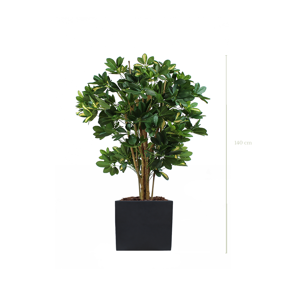 Le Schefflera 140 cm - Cube Noir #Semi-naturel