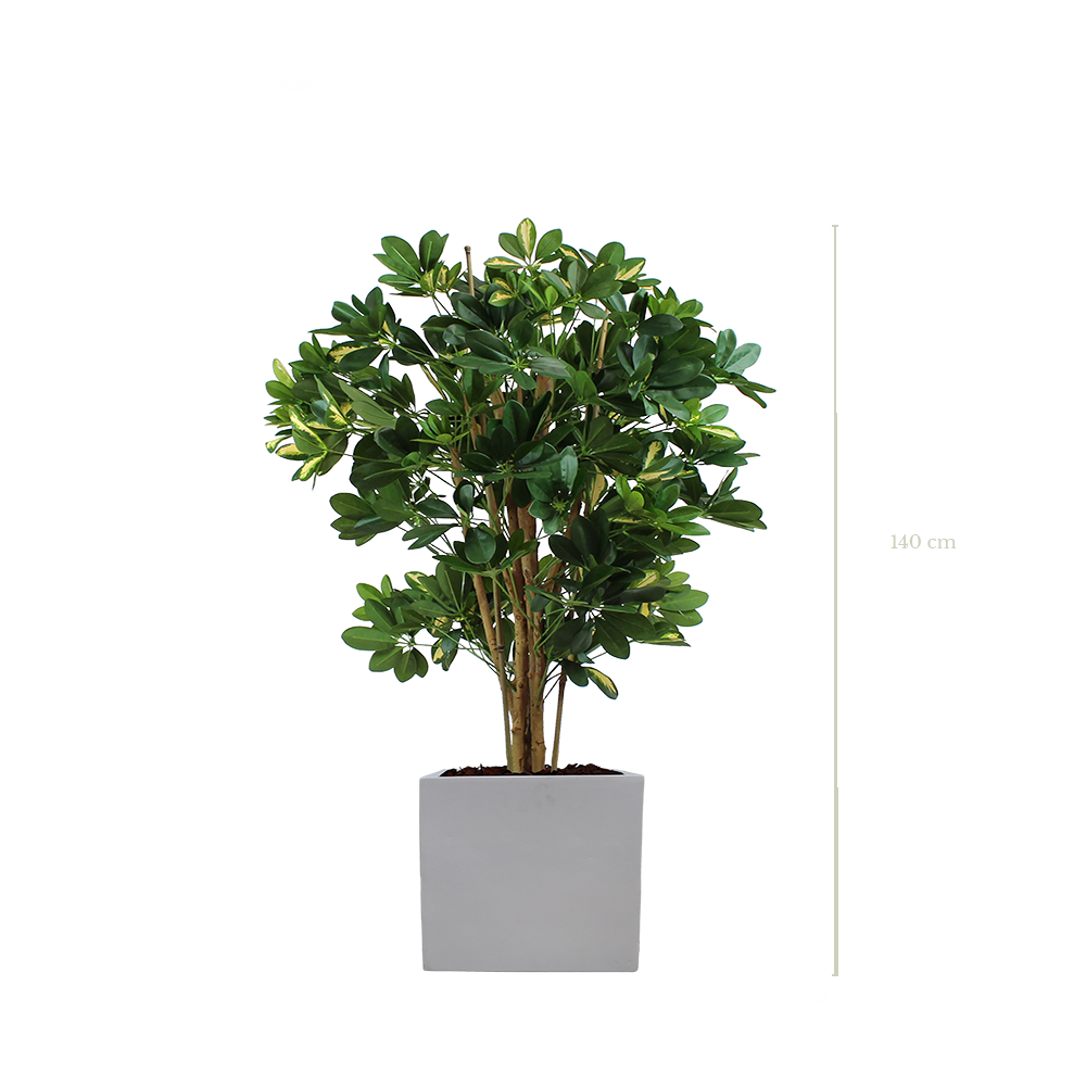 Le Schefflera 140 cm - Cube Blanc #Semi-naturel