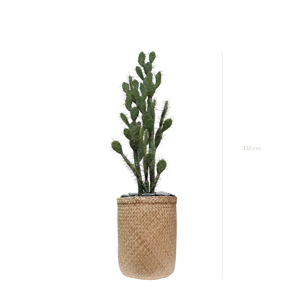 Le Cactus 155 cm - Pot Tressé #Artificiel
