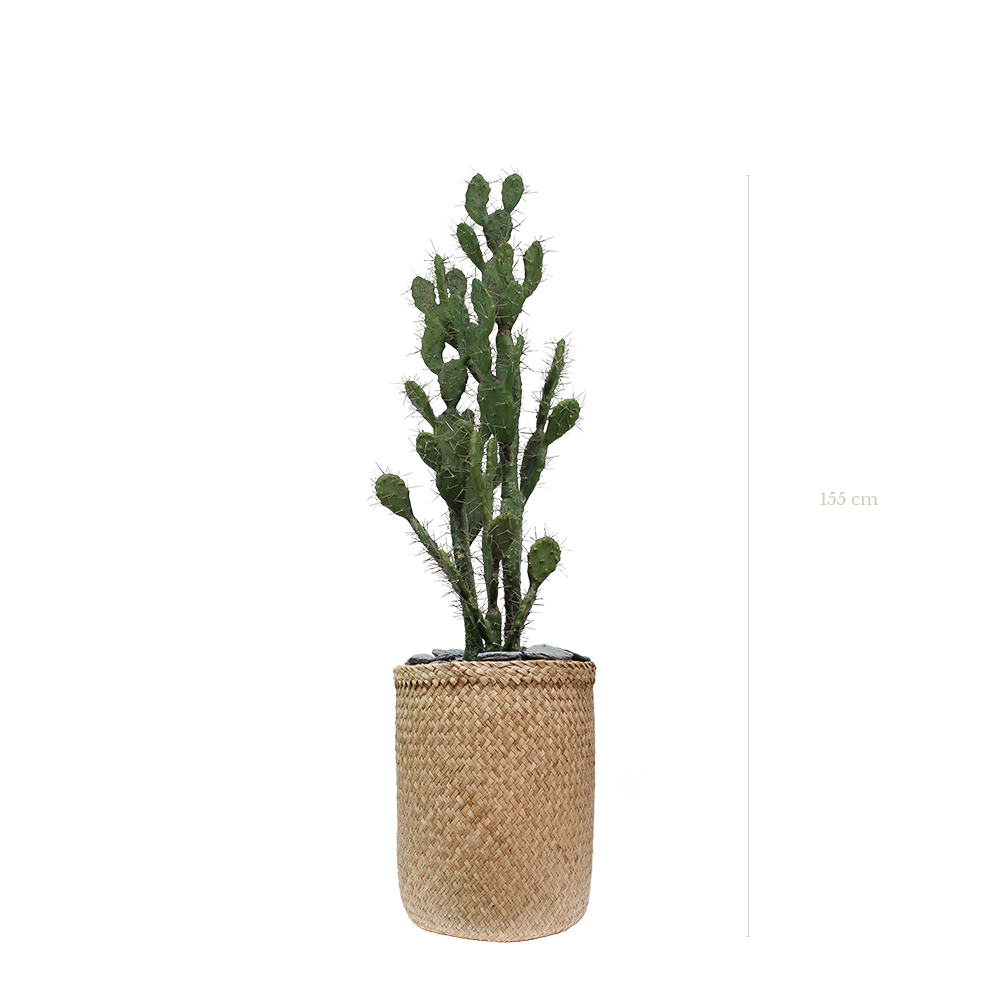 The Cactus in a natural woven pot #Artificial