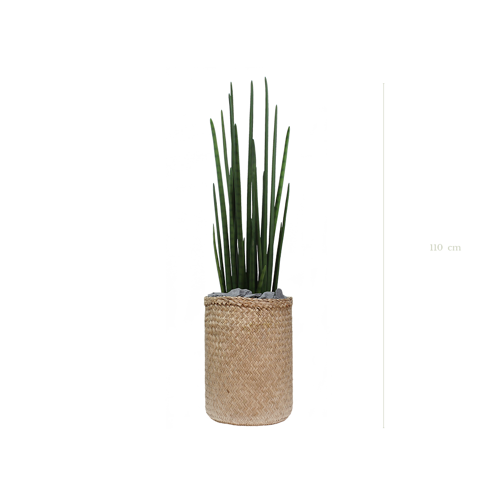 The Sansevieria in a natural woven pot #Artificial