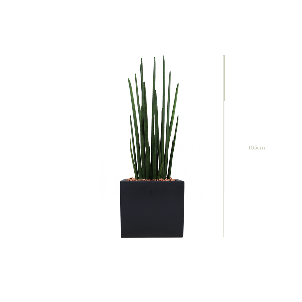 The Sansevieria in a black square pot #Artificial