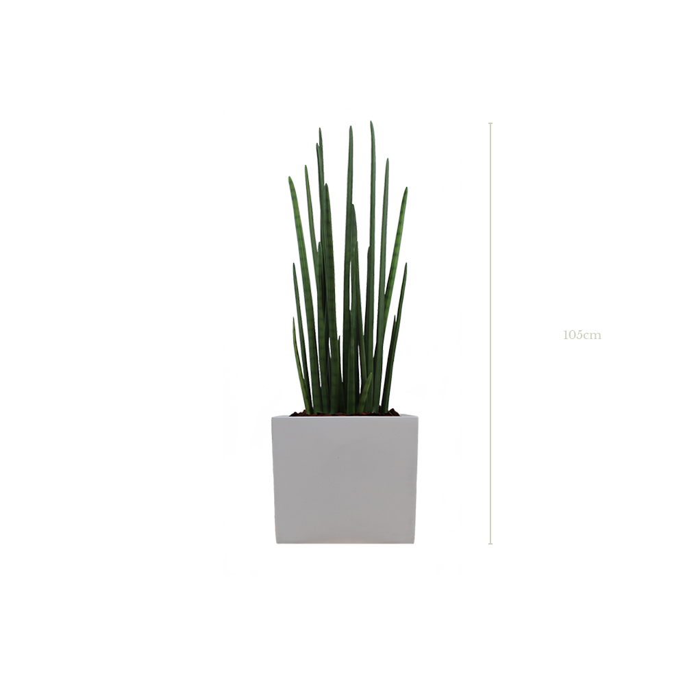Le Sansevieria 105 cm - Cube Blanc #Artificiel